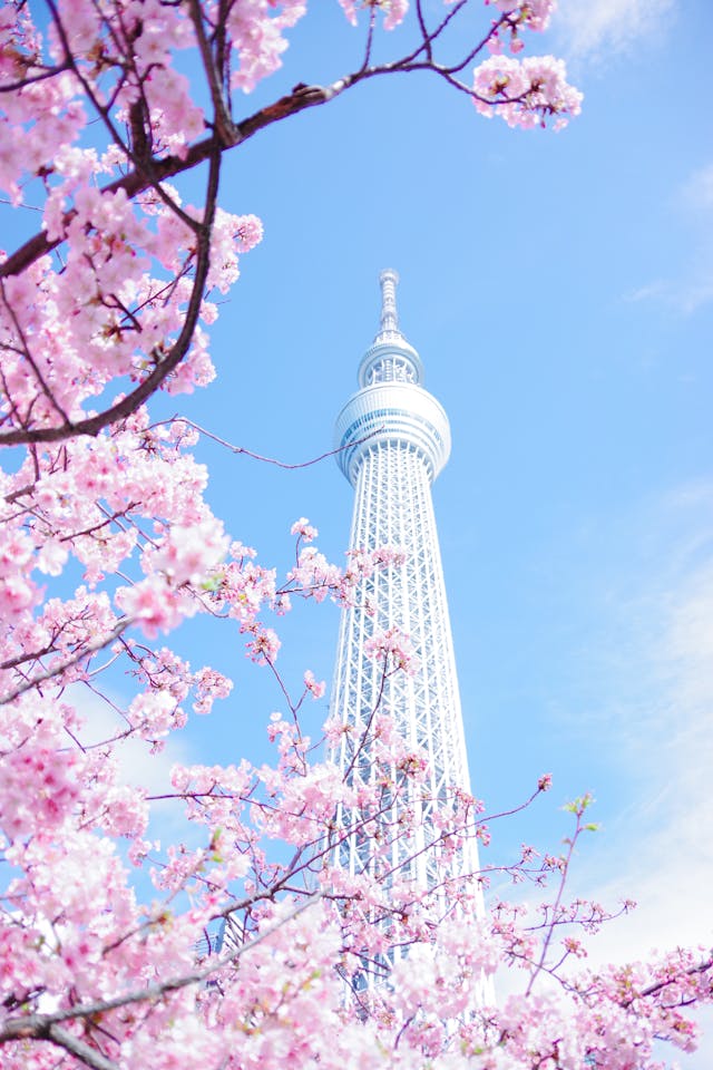 도쿄 벚꽃